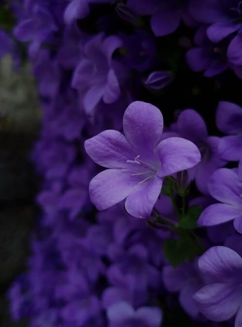 A violeta ambiciosa de Khalil Gibran